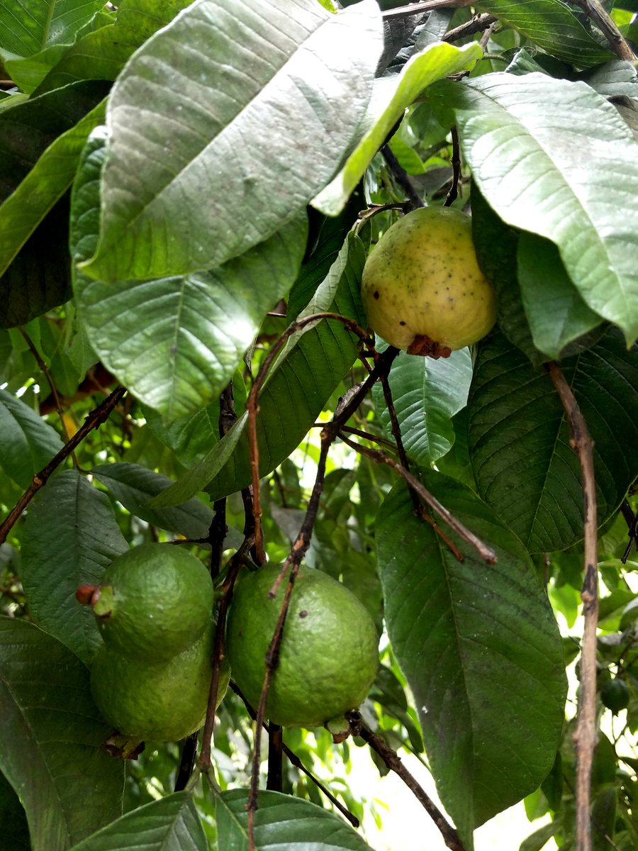ImOpenToIt's tweet photo. Excited for this Summer's harvest! These are #manzanitas or manzano #bananas, an #avocado variety known as #slimcado &amp; the very 1st #guavas this tree has produced are coming in. 

If you remember the pics from last year these avocados will be the size of my head in a few weeks. https://t.co/ezwSw6hdUn