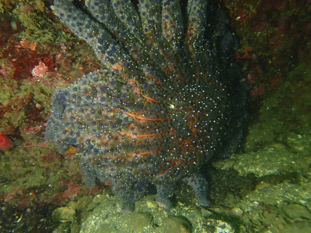 awegalloway's tweet photo. Update! I'm starting a new research project, supported by @nature_org, to learn more about the feeding ecology of the sunflower star, Pycnopodia. We're working out of @MarineBiol_FHL. We've collected 8 inquisitive and precious Pycnos so far (including 'Mango' below)! #PycnoNomNom https://t.co/avieOuRT9z
