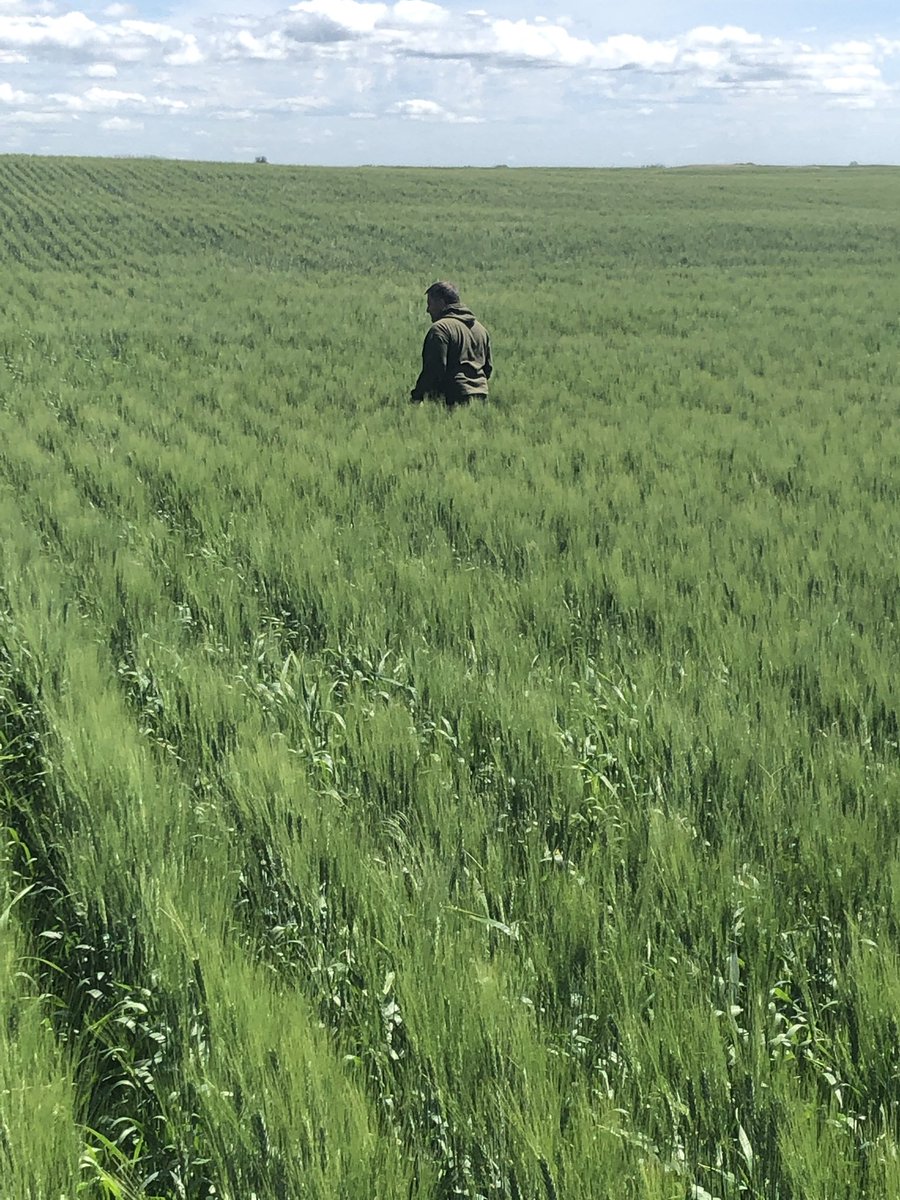 douggomex's tweet photo. Great looking Durum field. #PDHGfarms #omex https://t.co/mWj1s3fInN