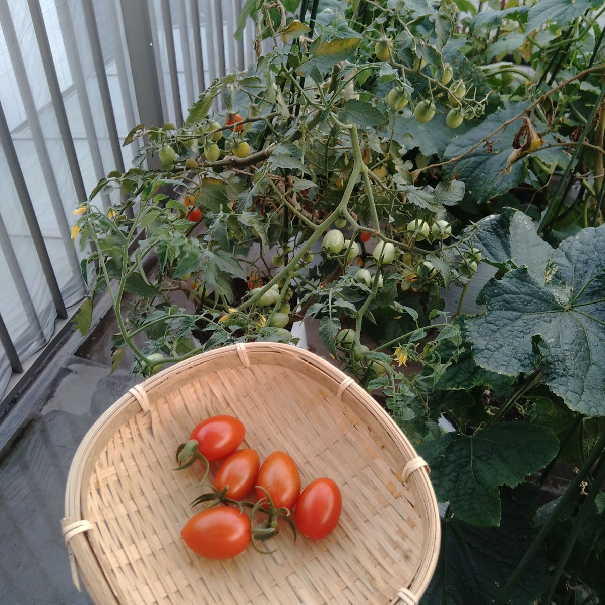 袋栽培のtheskyfarmers あと1 2回で収穫終了 撤収の日が近い 袋栽培 Plantgrowbags Urbanfarming ミニトマト アイコ 収穫 家庭菜園 ベランダ菜園 プランター Theskyfarmers T Co Qqyu1cs8wa T Co Dtgkglui8q 袋栽培のtheskyfarmers あと1 2回で収穫終了 撤収の日が近い 袋栽培 Plantgrowbags Urbanfarming ミニトマト アイコ 収穫 家庭菜園 ベランダ菜園 プランター Theskyfarmers T Co Qqyu1cs8wa T Co Dtgkglui8q