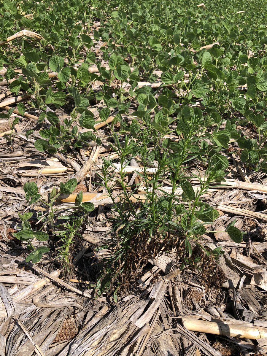 StablerJon's tweet photo. This week we used #Agellum to check up on efficacy of weed control products on the weeds we found earlier this year with #EnlistOne. Size of the weed always matters! Marestail is becoming a real issue in Barnes county! @ChsAg @CHSAgronomy https://t.co/y6KuOcPckY