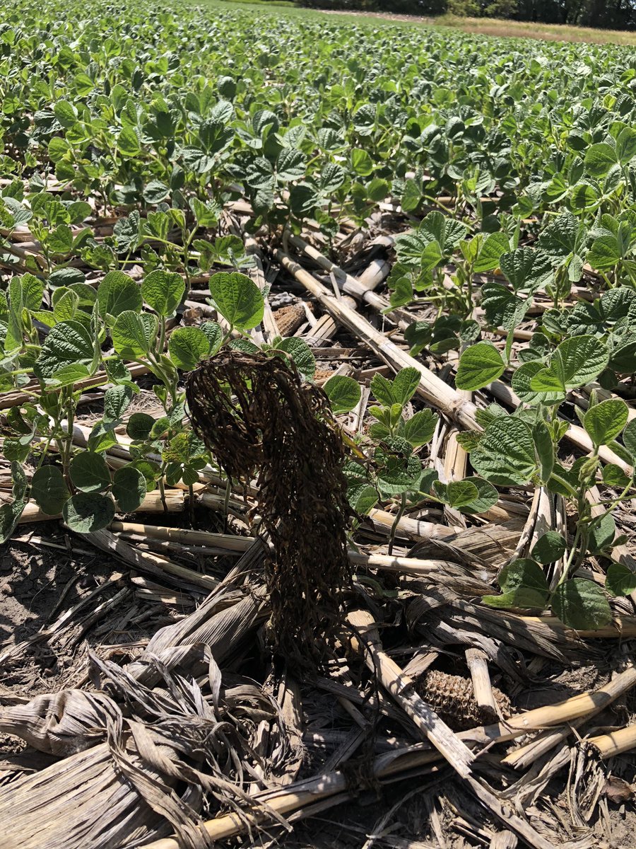 StablerJon's tweet photo. This week we used #Agellum to check up on efficacy of weed control products on the weeds we found earlier this year with #EnlistOne. Size of the weed always matters! Marestail is becoming a real issue in Barnes county! @ChsAg @CHSAgronomy https://t.co/y6KuOcPckY