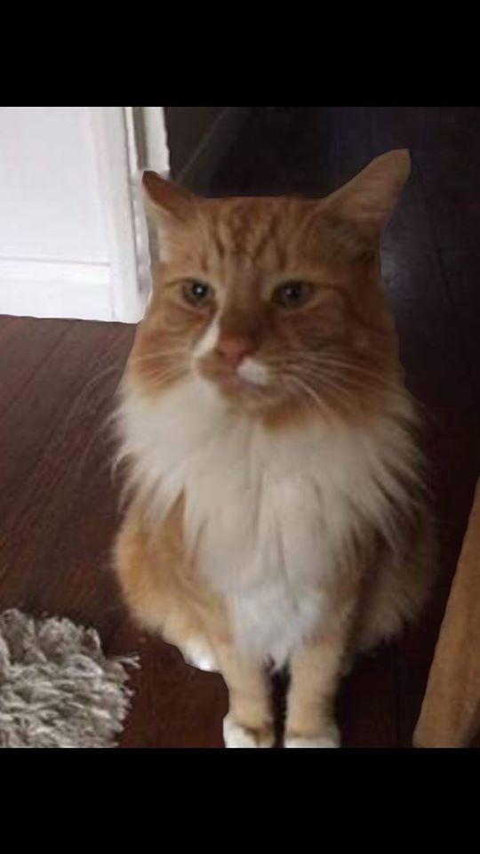 CatsMissing's tweet photo. 🆘RT🆘Ginger & White #LostCat MILE OAK RD AREA #Brighton #BN41 near Co-op
Traveled from home in SURREY in van & when driver got home ran from van towards Co-op Mile Oak
Neutered Chipped #ScanMe #MissingCatsUK
🙏Check gardens/sheds etc
📞01273 422721
FB▶https://t.co/6dGVpPJqR5 https://t.co/r6ypQBJHKF