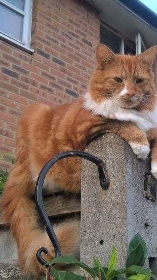 CatsMissing's tweet photo. 🆘RT🆘Ginger & White #LostCat MILE OAK RD AREA #Brighton #BN41 near Co-op
Traveled from home in SURREY in van & when driver got home ran from van towards Co-op Mile Oak
Neutered Chipped #ScanMe #MissingCatsUK
🙏Check gardens/sheds etc
📞01273 422721
FB▶https://t.co/6dGVpPJqR5 https://t.co/r6ypQBJHKF