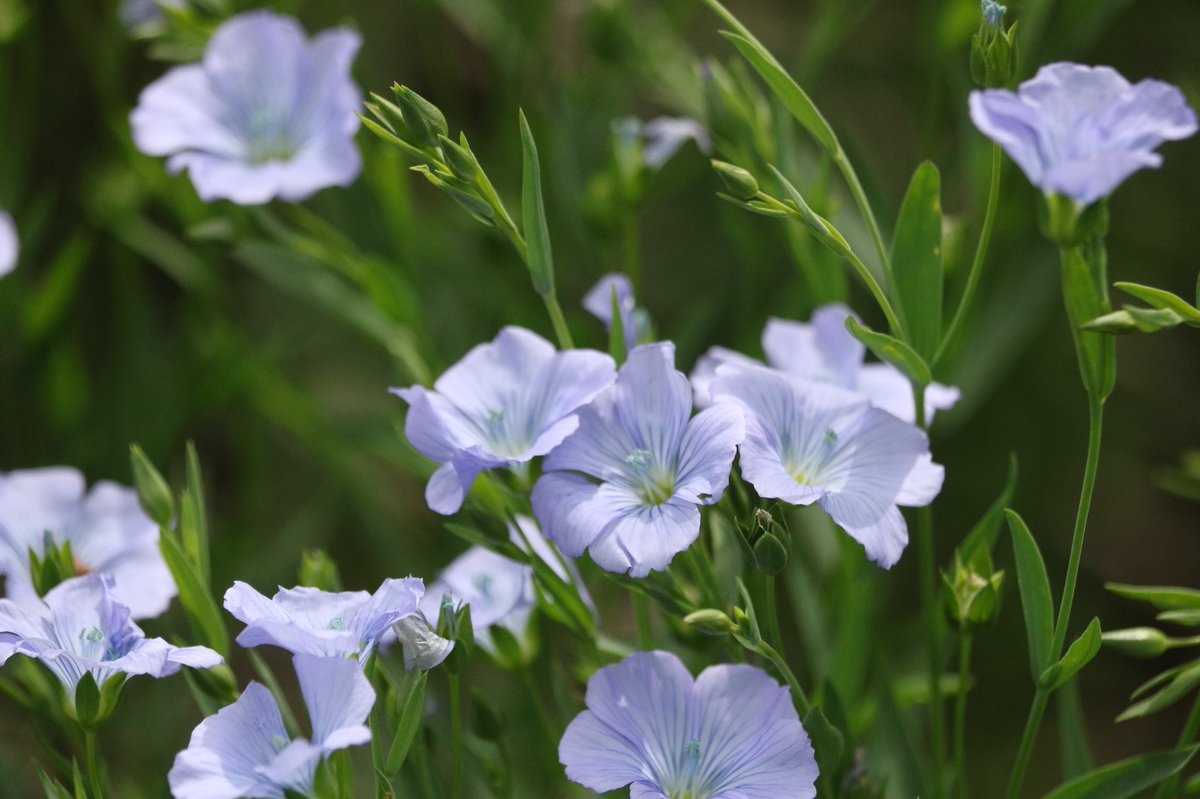 adellegervin's tweet photo. Linum usitatissimum. Thanks to @UM_agfoodsci for drilling scientific names into my head, this is one I’ll never forget! https://t.co/EAO0aSuu8a