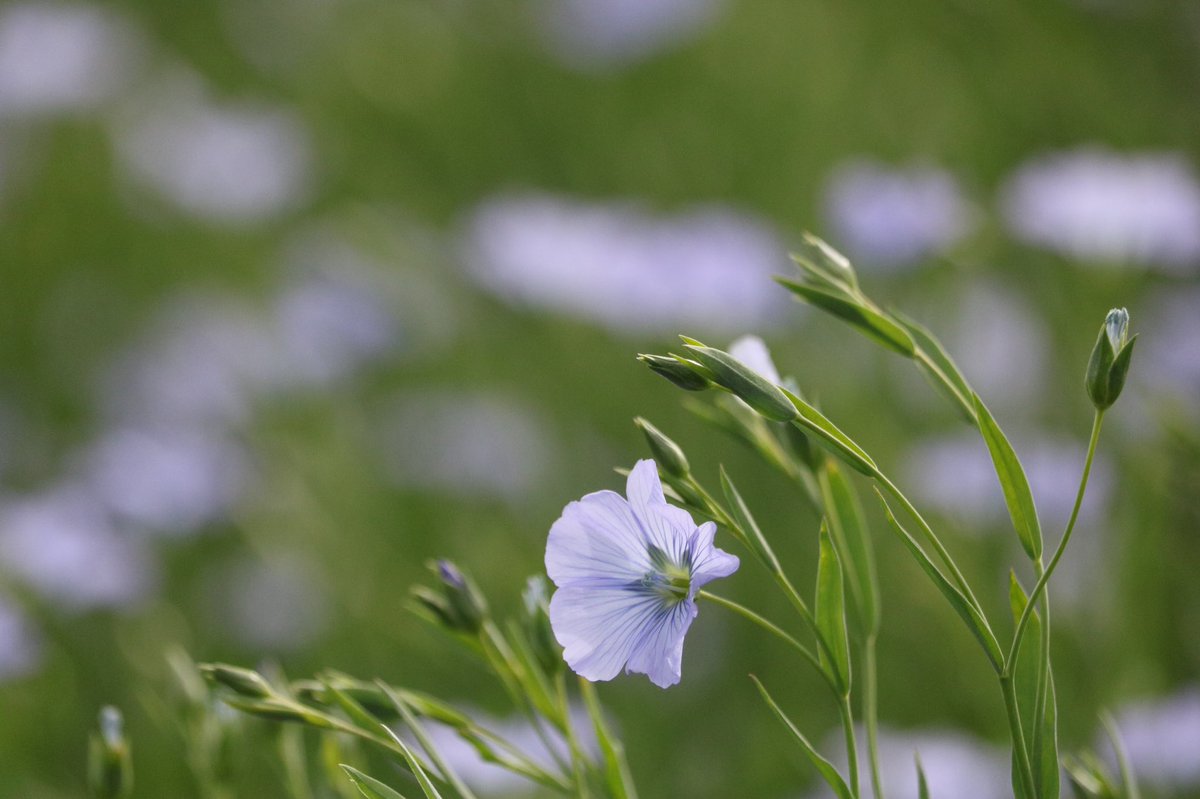 adellegervin's tweet photo. Linum usitatissimum. Thanks to @UM_agfoodsci for drilling scientific names into my head, this is one I’ll never forget! https://t.co/EAO0aSuu8a