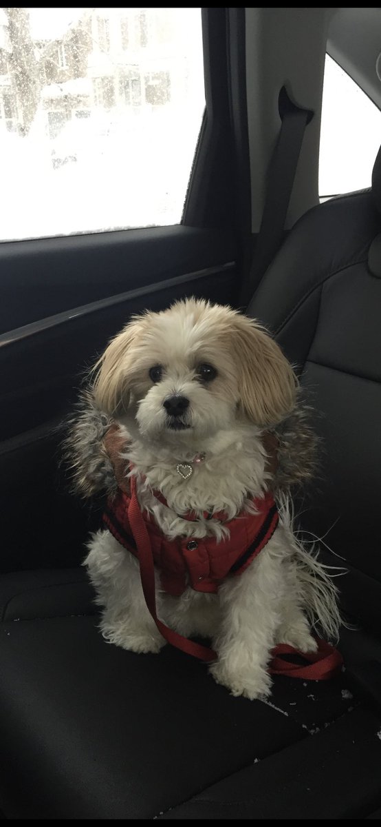 Today is this little ones champagne birthday. She turns 18 today...18!!! Let’s show my princess some love on this awesome milestone 🐶