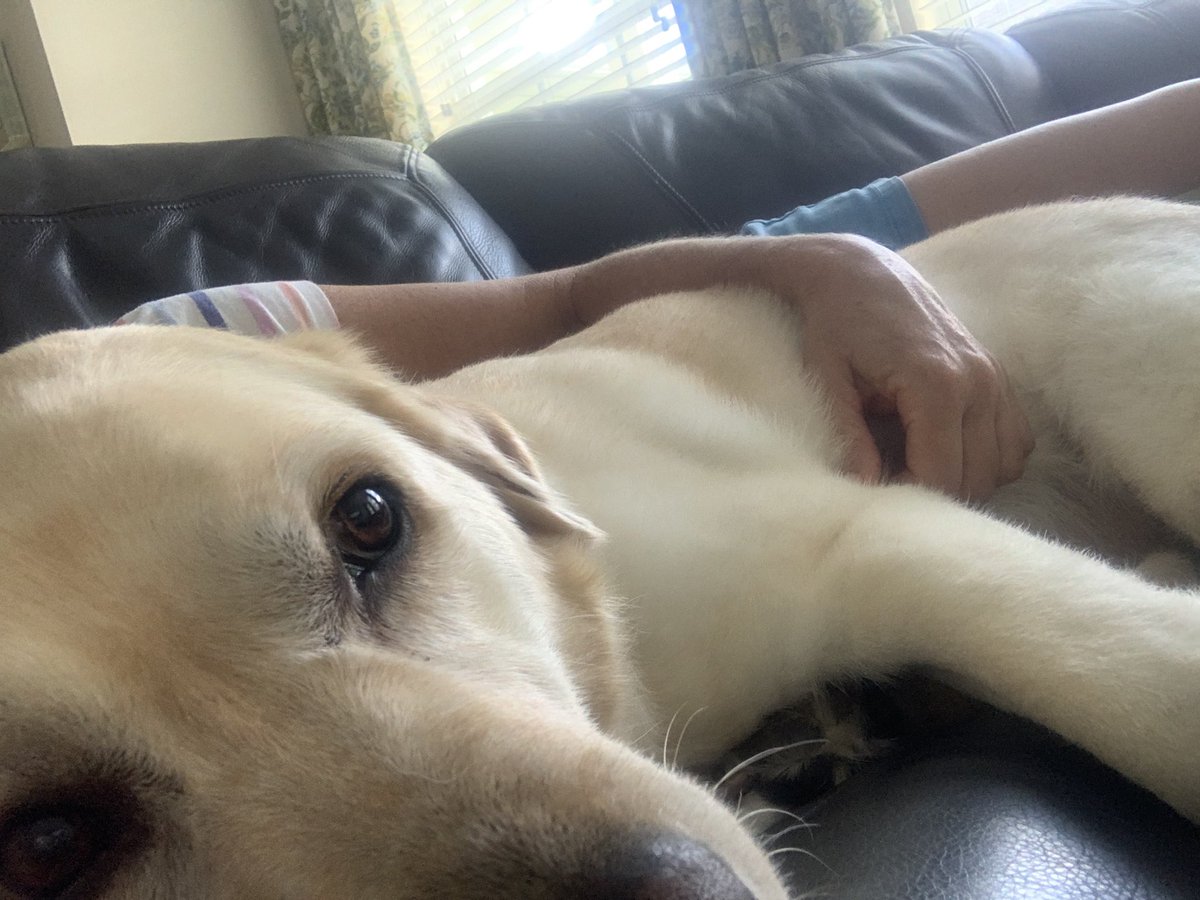 Love resting with my human. #cuddlebug