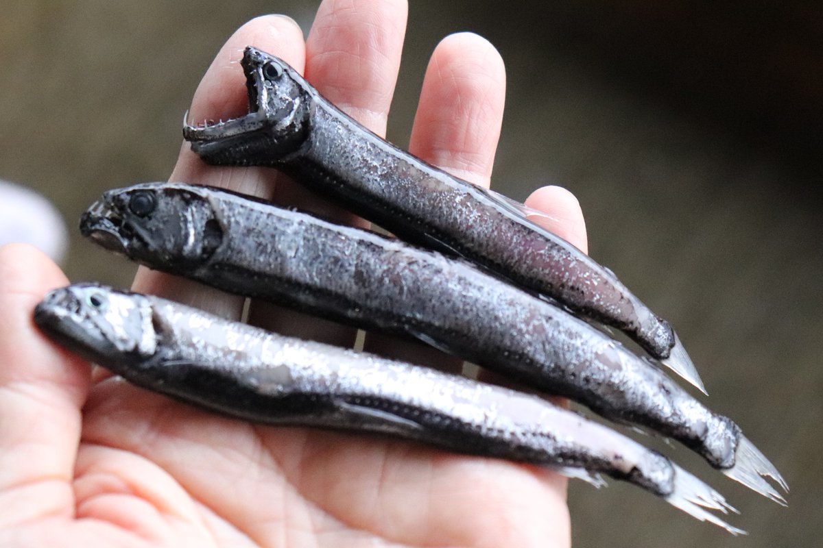 菊地隆雄 伊豆の海が好き 07 19 今朝 伊東魚市場に水揚げされた魚たち 伊東魚市場 伊豆いとう地魚王国 地魚美味しい 地魚大好き 伊豆の海が好き 写 真 左上 ホテイエソ 初めて見た様な 左下 トビウオ 右上