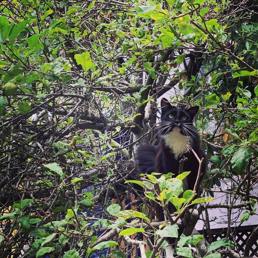 throughtraveler's tweet photo. Day 131: Last climb on dying apple tree. #unthoughtknown https://t.co/6WNrNBtQoP