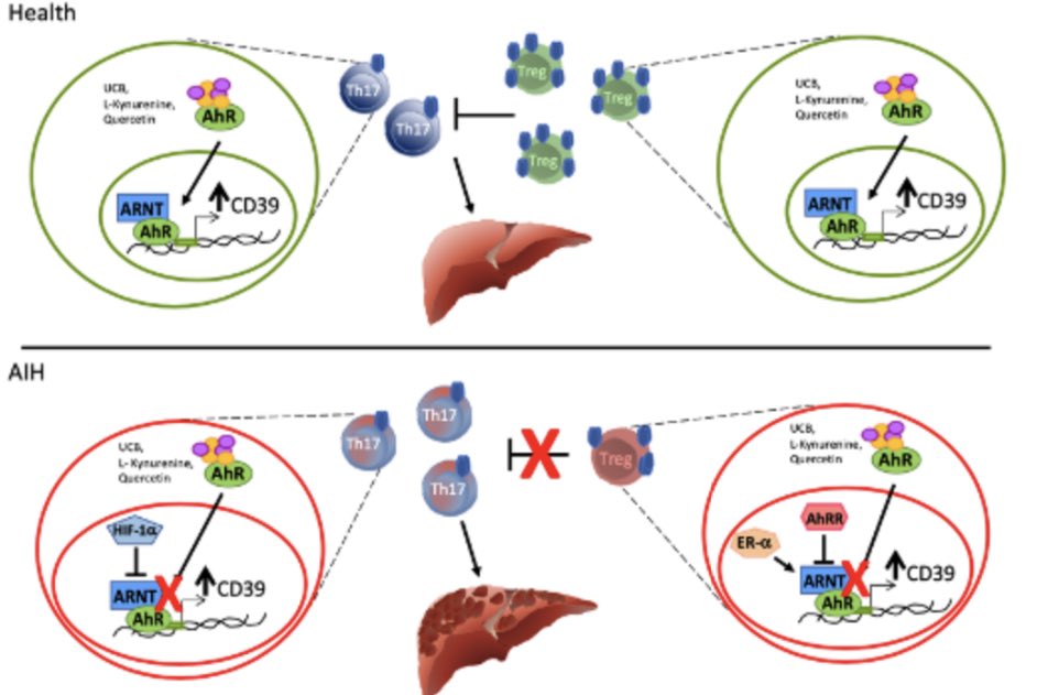 Why does autoimmune hepatitis happen?

This fascinating paper from Dr Longhi <a href="/BIDMC_GI/">BIDMC_GI</a> tells a very complicated but important story about the central role of purinergic (cd39) signaling in imbalanced Treg/th17 activity #livertwitter 

journal-of-hepatology.eu/action/consume…