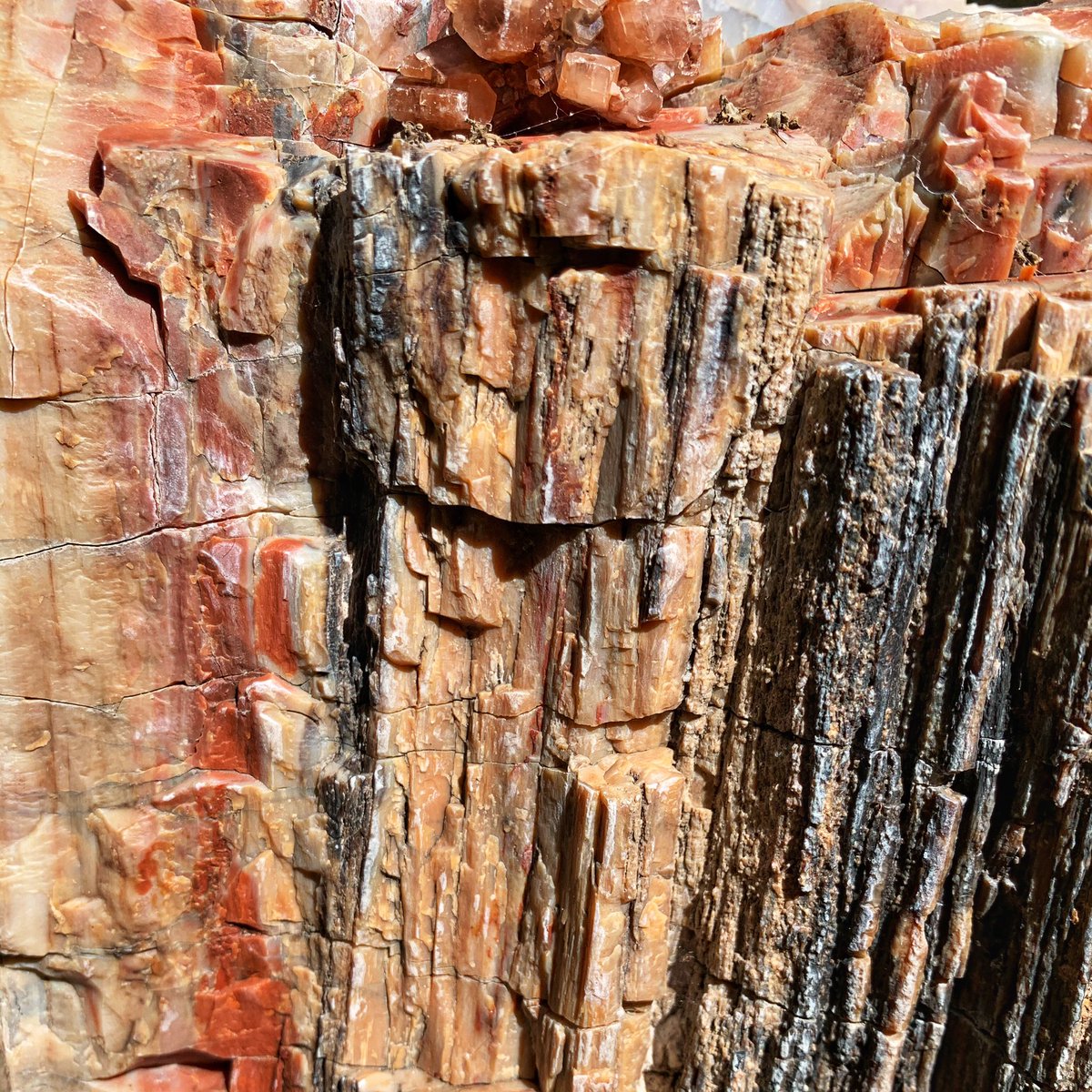 Here is some petrified wood.Life’s too short. Go be lovely to someone or something.