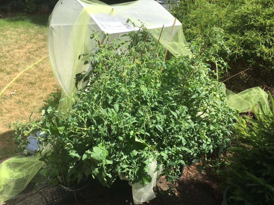 vegepod's tweet photo. Safe to say the Vegepods work! We call it Brad’s Atomic #Tomato 🤣 It’s just a single #plant in a medium pod after only 7 weeks. It’s loaded with fruit. I 💚 my #Vegepod!
Repost Jennifer Prill on our FB page.
#podtoplate #homeharvest #patchtoplate #harvest #raisedgardenbed https://t.co/01CsmRYyRK