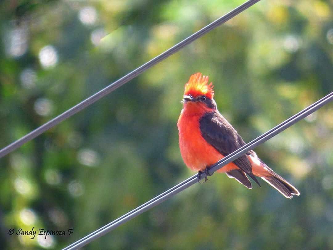 Sandy_ef's tweet photo. Espero no llegar tarde, desde Quito también quiero ser parte del #spamdepajaritosconrojo, por estas tierras me llaman Pájaro Brujo aún los vecinos no se aprenden mi nombre científico Pyrocephalus rubinus https://t.co/kW4EZCf9Gv