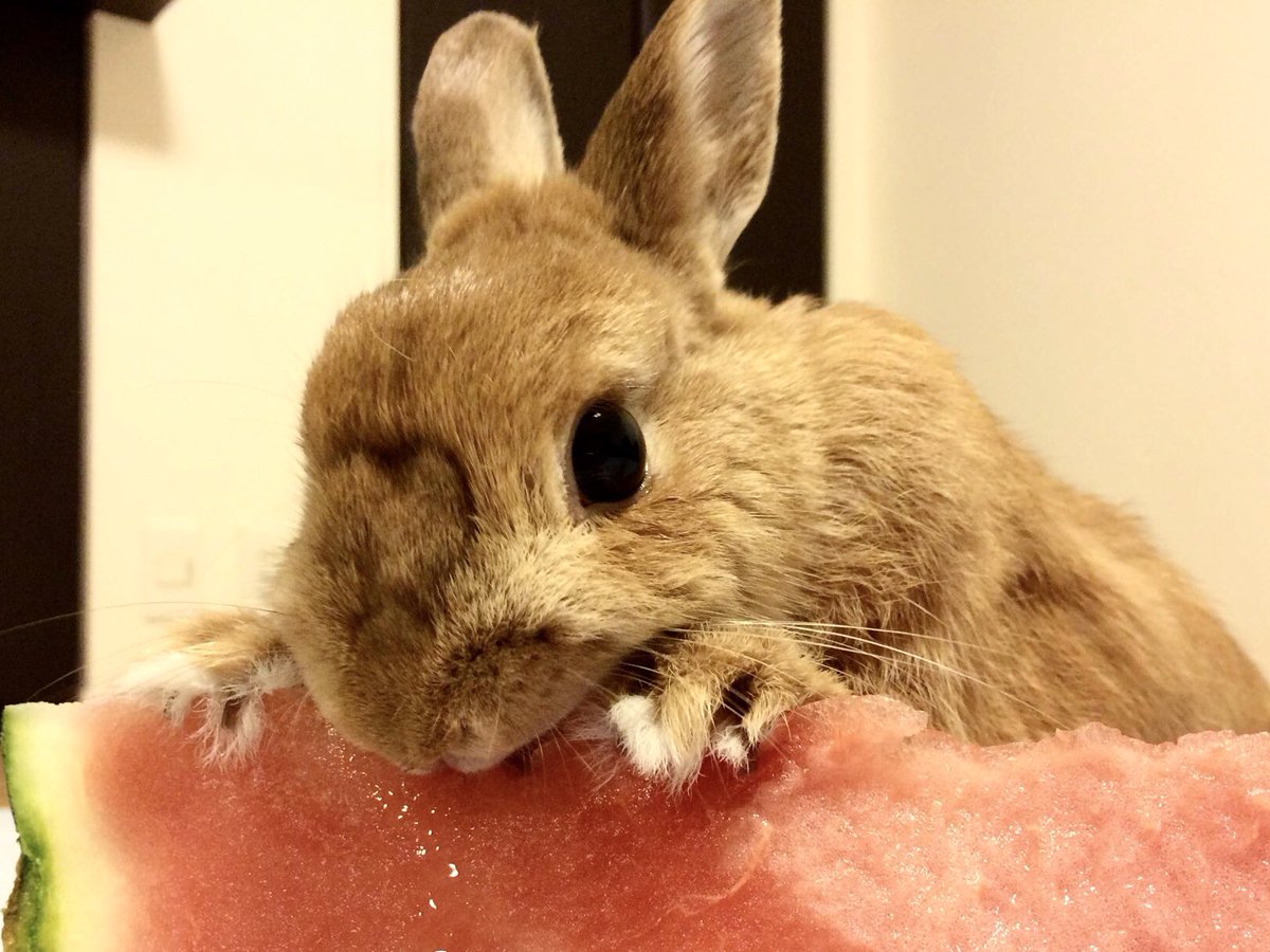 Lippy Chappy 夏はスイカだ うさぎ Bunny Rabbit うさぎのいる暮らし うさぎのいる生活 ネザーランドドワーフ スイカ 西瓜