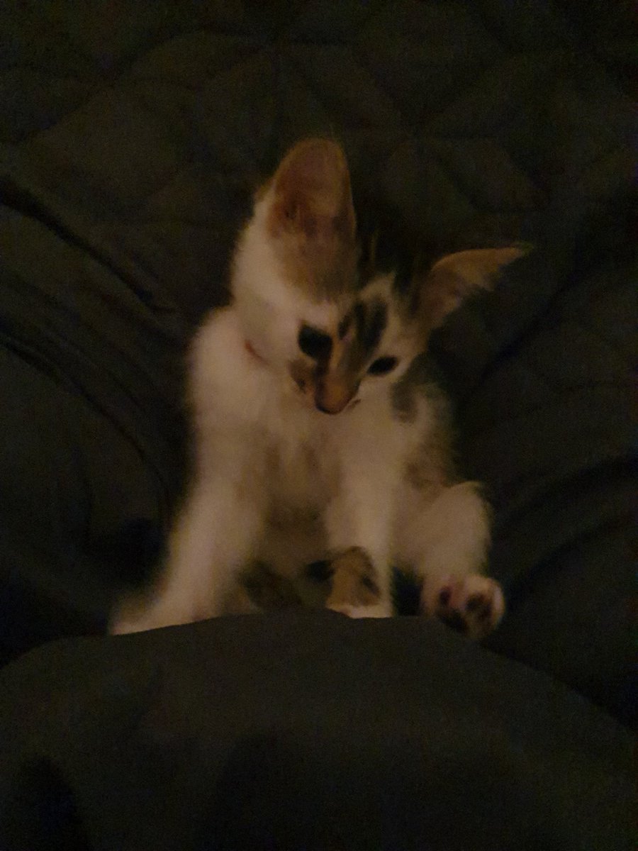 Playtime with my hooman mummy #Caturday #tabbykitten #tabbytroupe #kitten #kittensofinstagram #kittens #CatsOnTwitter #CatsOfTwitter #cats #CatsOfTheQuarantine #playtime #playfulkitty