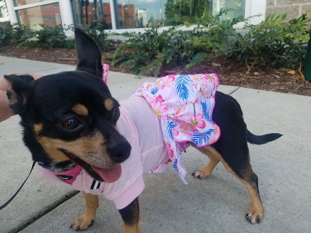 EricaMorgan3's tweet photo. This angel of a dog was a stray &amp; I have the blessing of being able to call her mine now and spoil her rotten with cute clothes and love ♥️ https://t.co/Z2a9LlUdvT