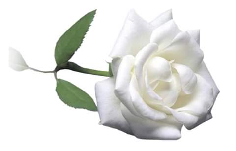 IzabelleCova's tweet photo. #RoseWhite  ♣
HD- 3G https://t.co/YRv6oSOX9C
