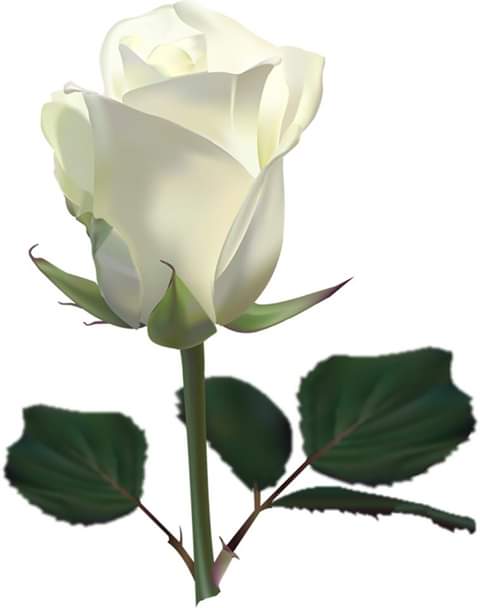 IzabelleCova's tweet photo. #RoseWhite  ♣
HD- 3G https://t.co/YRv6oSOX9C