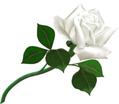 IzabelleCova's tweet photo. #RoseWhite  ♣
HD- 3G https://t.co/YRv6oSOX9C