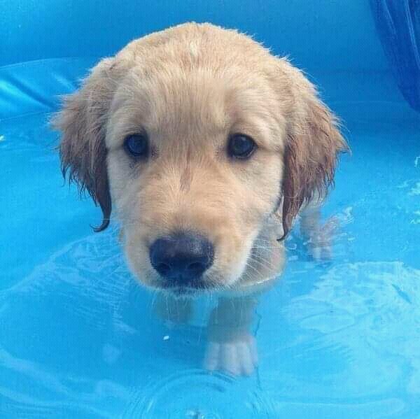 CoinsPython's tweet image. My dog up for sell R30 000-00 @CoinsPython @AnimalsWorId