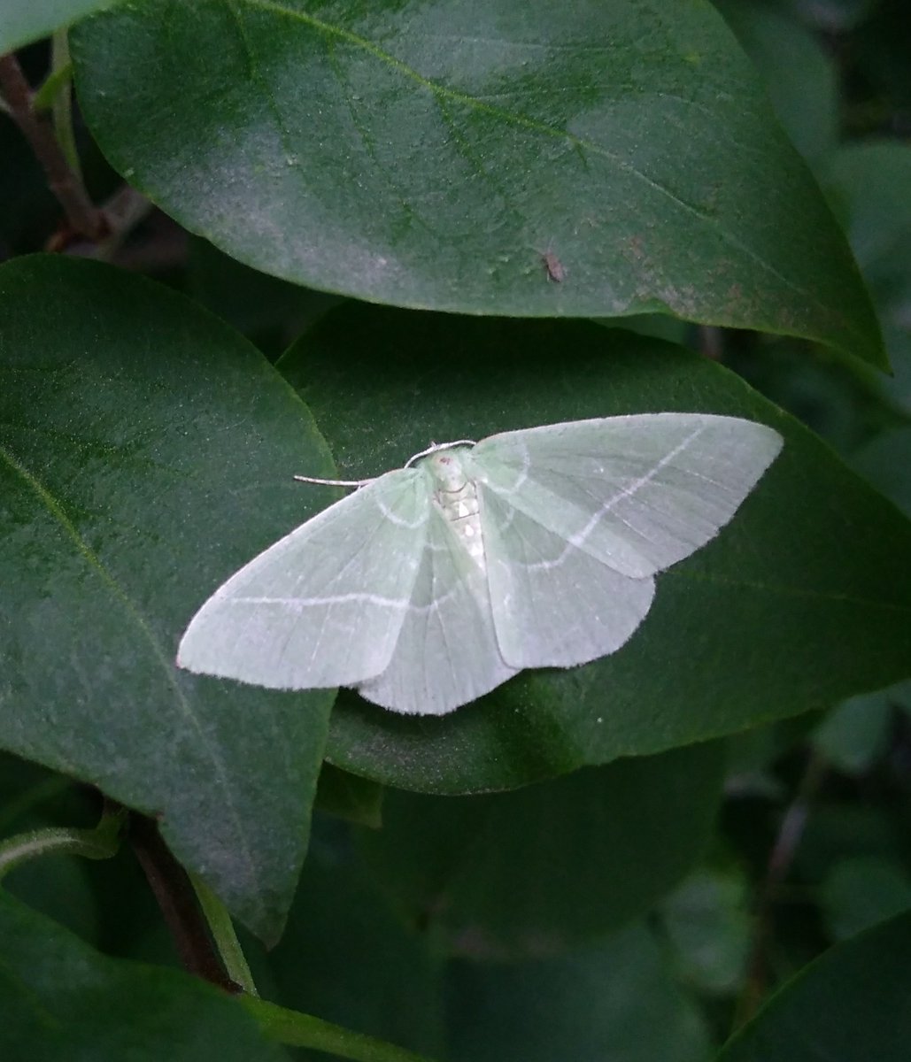 bugpath's tweet image. Excited to find a single-lined emerald tonight! #yeg