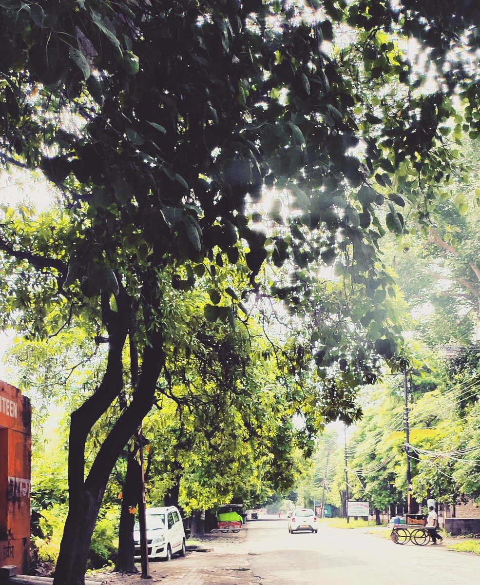 surukibaatein's tweet photo. Surreal mornings of monsoon season.. So much green everywhere... Relaxes your heart and mind in a minute.. #lovenature #GoGreen make full yse of thos season #plantasapling #plantalife #CareForALLSpecies #careforplanet #carefortrees @moefcc @uptourismgov @UPGovt @myogiadityanath https://t.co/yu8jpnHEKq