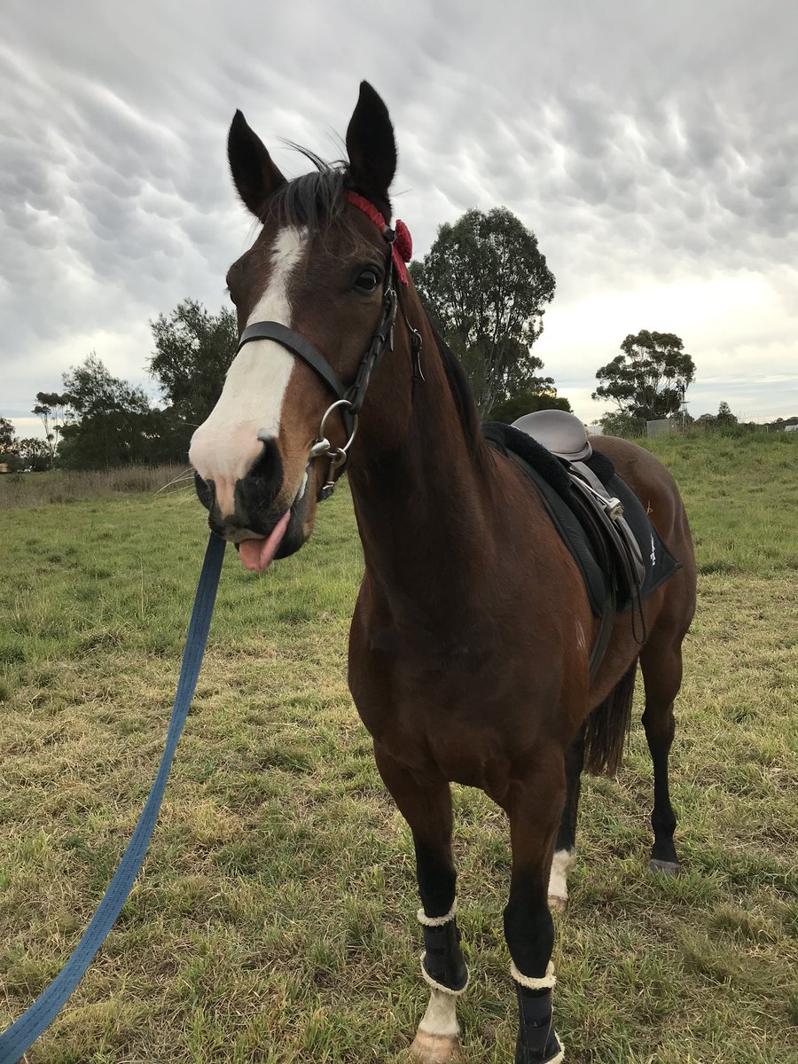 thefifi's tweet photo. Able Fun not sure what to make of this big saddle on his back 😋 😂#lifeafterracing #offthetrack #chriswallerracing #ablefun https://t.co/ugRu9L6pEW