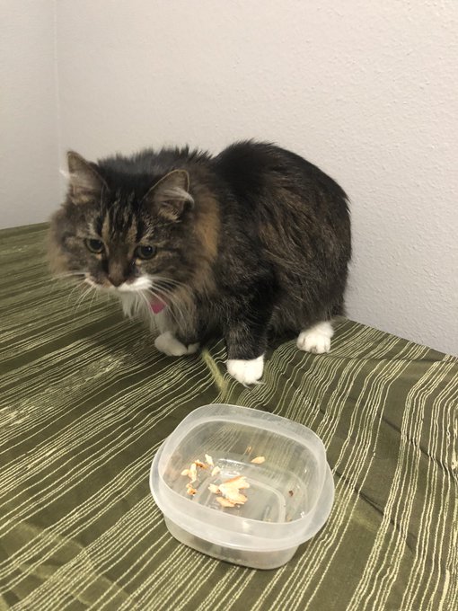 _salmon_cat