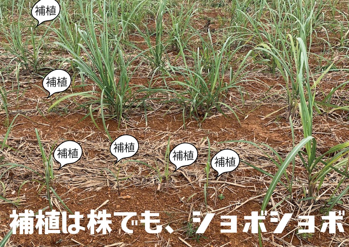 黒木榮一 農作業安全 補植の効果地図 株出し2回目は見ていないのでマルにしてあるが これもダメかもしれない 補植って効率の悪い技術 深植えしたり培土したがるのに 浅い植え付けの補植をスルーするのがおかしい 黒木榮一 農作業安全 補植の効果地図 株出し2回目は見ていないのでマルにしてあるが これもダメかもしれない 補植って効率の悪い技術 深植えしたり培土したがるのに 浅い植え付けの補植をスルーするのがおかしい