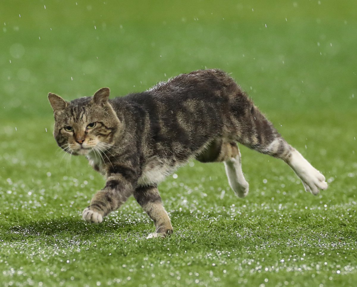 Ayasy ハマスタに猫乱入 前にハマスタに乱入した猫と似てる 親子かな なんかほんわかする ベイスターズ 横浜スタジアム 猫 乱入