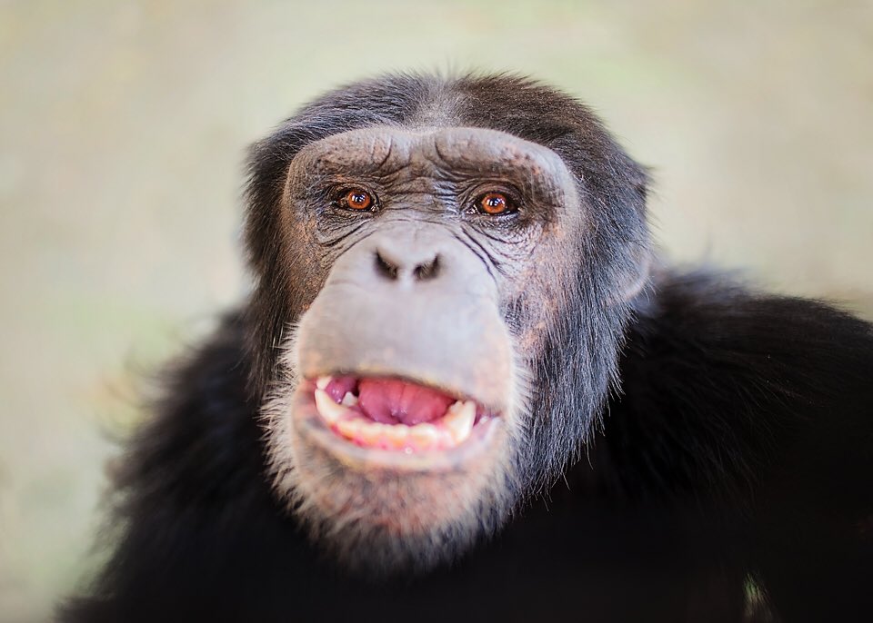 Heart issues at  #ProjectChimps. A thread. Imagine going to your dr and your BP is around 200/100 like Ray here. Avg BP is 120/80 and it’s about the same in  #chimps. Now imagine your dr says “that’s potentially deadly, but we’re not going to treat it & will recheck in 5 yrs.” 1/5