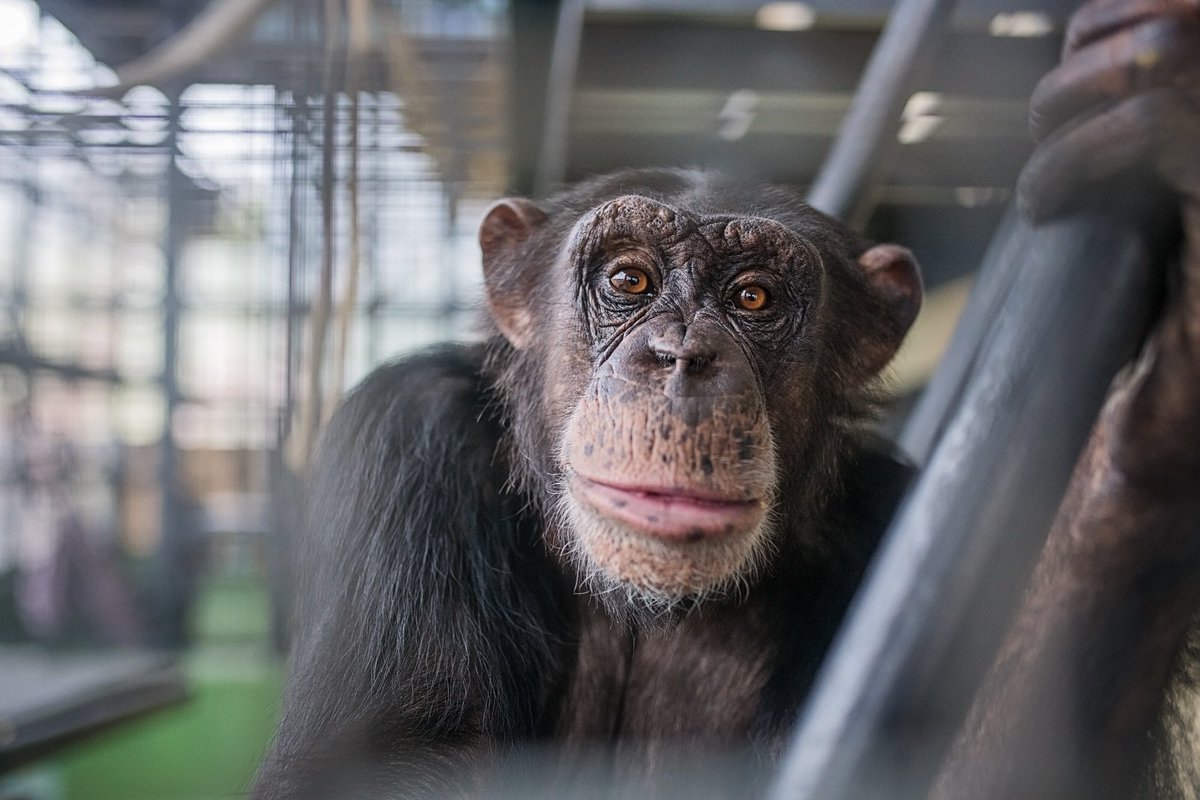 Many chimps at Project Chimps have dangerously high BP, based on their pre-transport physical when they leave the lab. Kyrstin, only 9, was 160/111. PC does does not monitor or treat hypertension, despite heart disease being the leading cause of death in captive chimps. 2/5