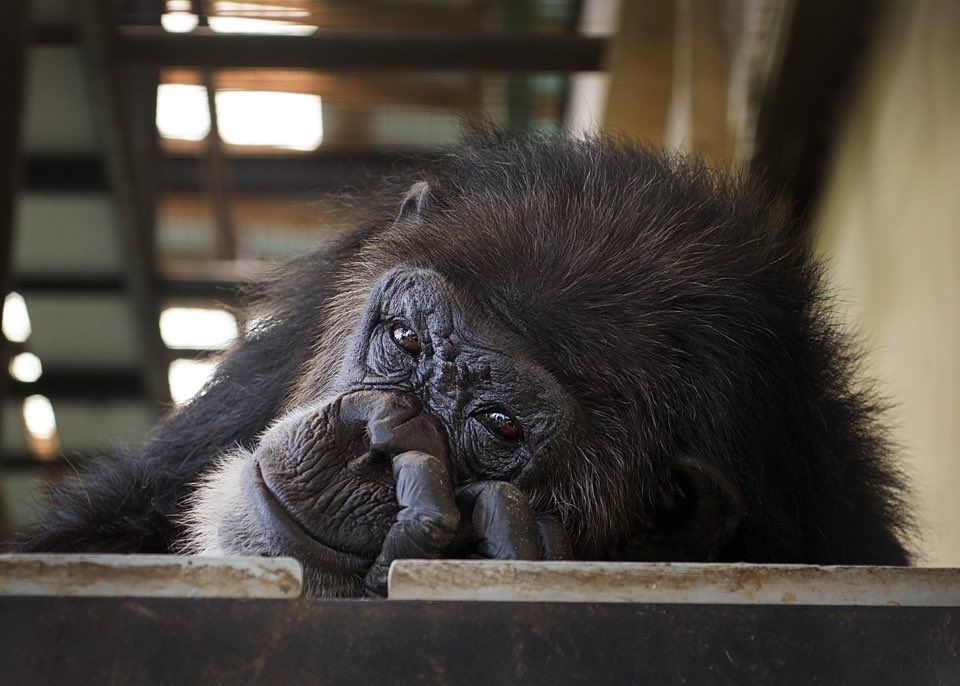 Project Chimps will only do physicals every 5 yrs. Chimps at increased risk of heart failure are ticking time bombs, like Jill (213/127), pictured here.  #Training for blood pressure is easy & done at many other  #sanctuaries. A portable machine/finger cuff is used. 3/5