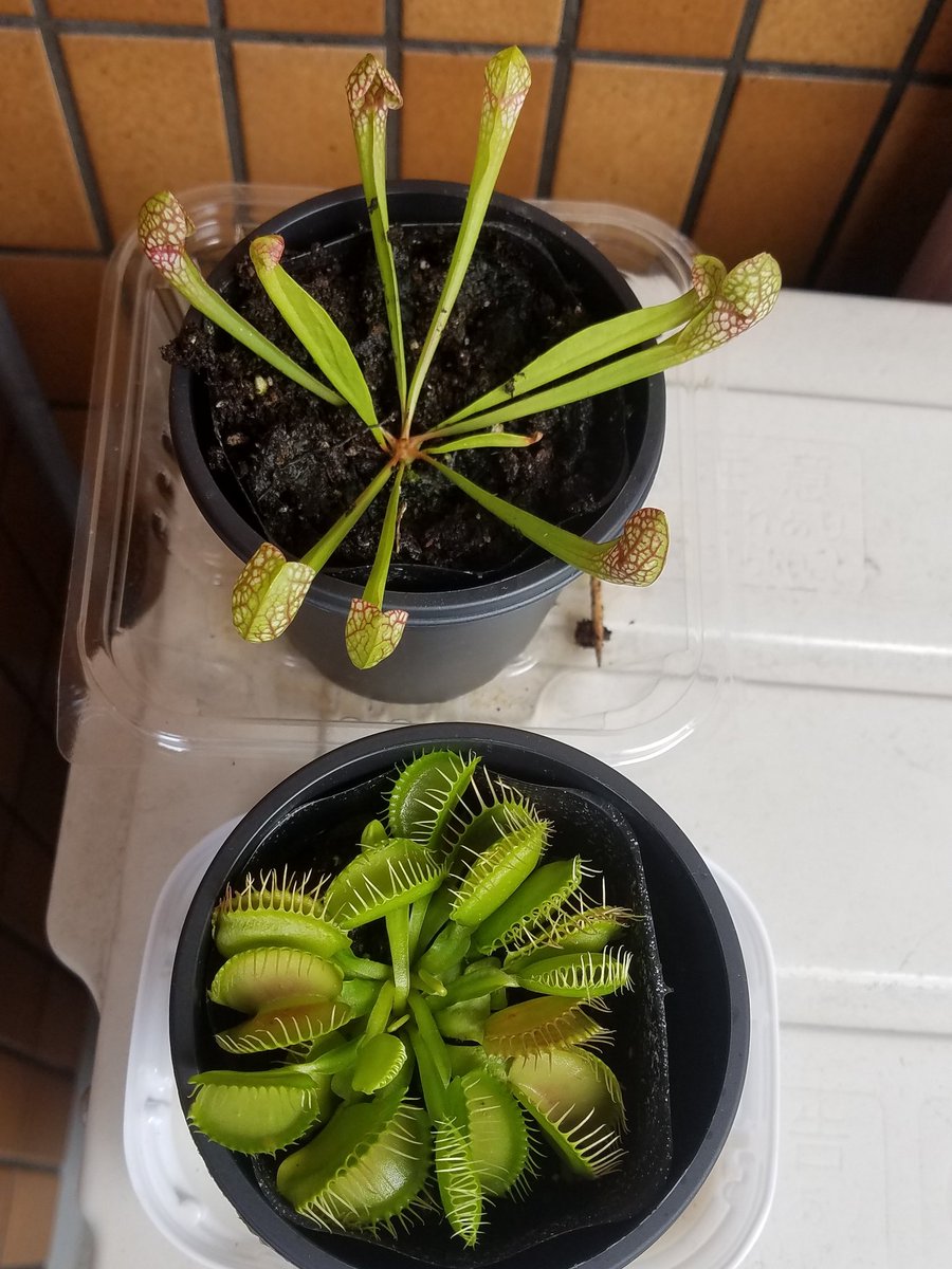 Unexpected results of the global pandemic:I simply can not find distilled water anywhere, meaning I'm slowly killing my carnivorous plants by using tap water.I'm going to have to try and distill some water myself.