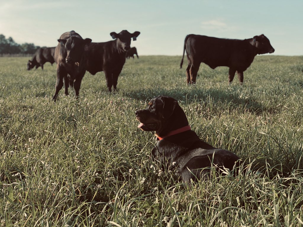 aleanabalsley's tweet photo. Farm Dog 🌿 https://t.co/3H25tkIWgt