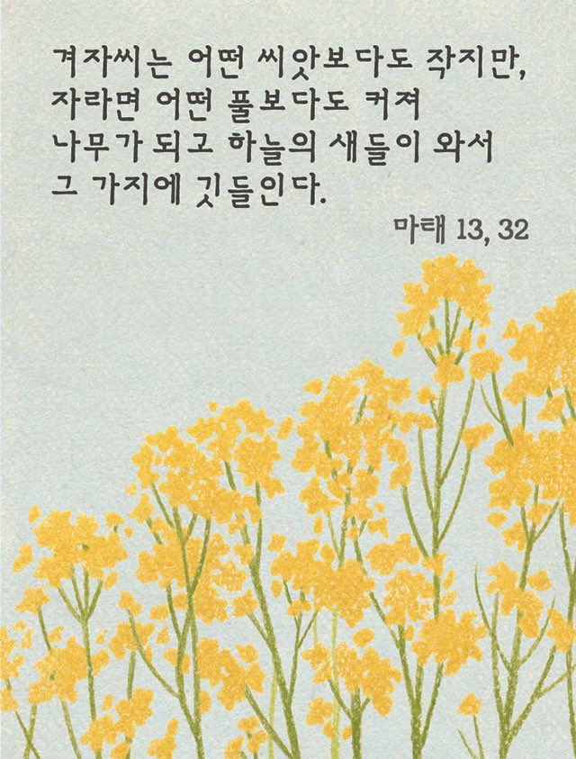 겨자씨 나무