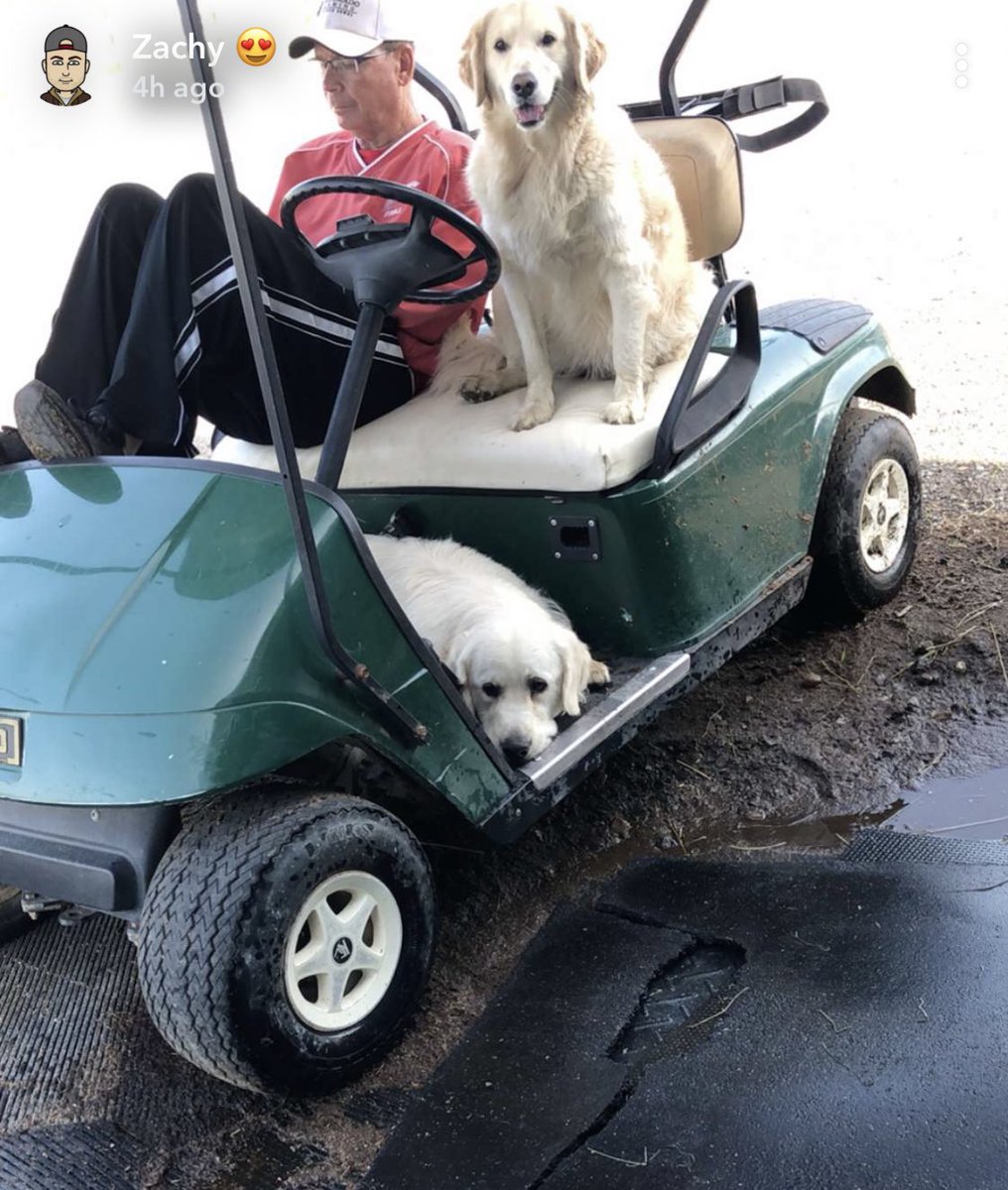 wackywoo10's tweet photo. @HoganEquine Our Golden’s love golf cart rides at the barn too! 😍 https://t.co/vBGSprWEzS
