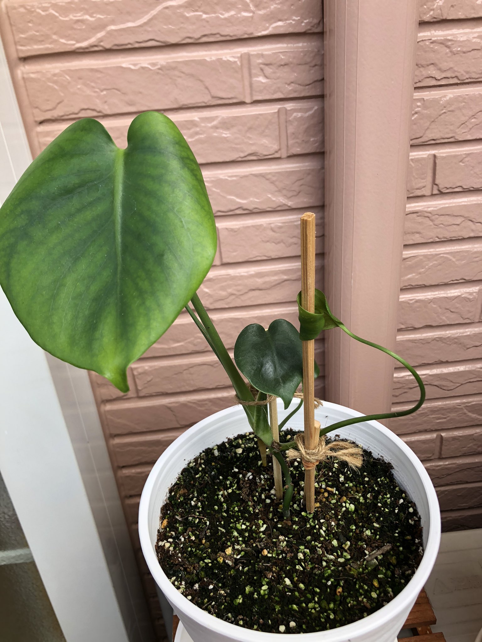 水耕栽培から土植え Twitter Search Twitter
