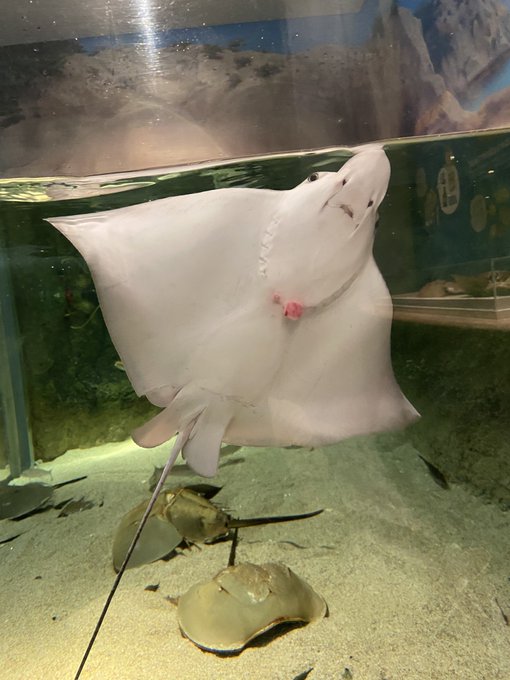 エイのtwitterイラスト検索結果