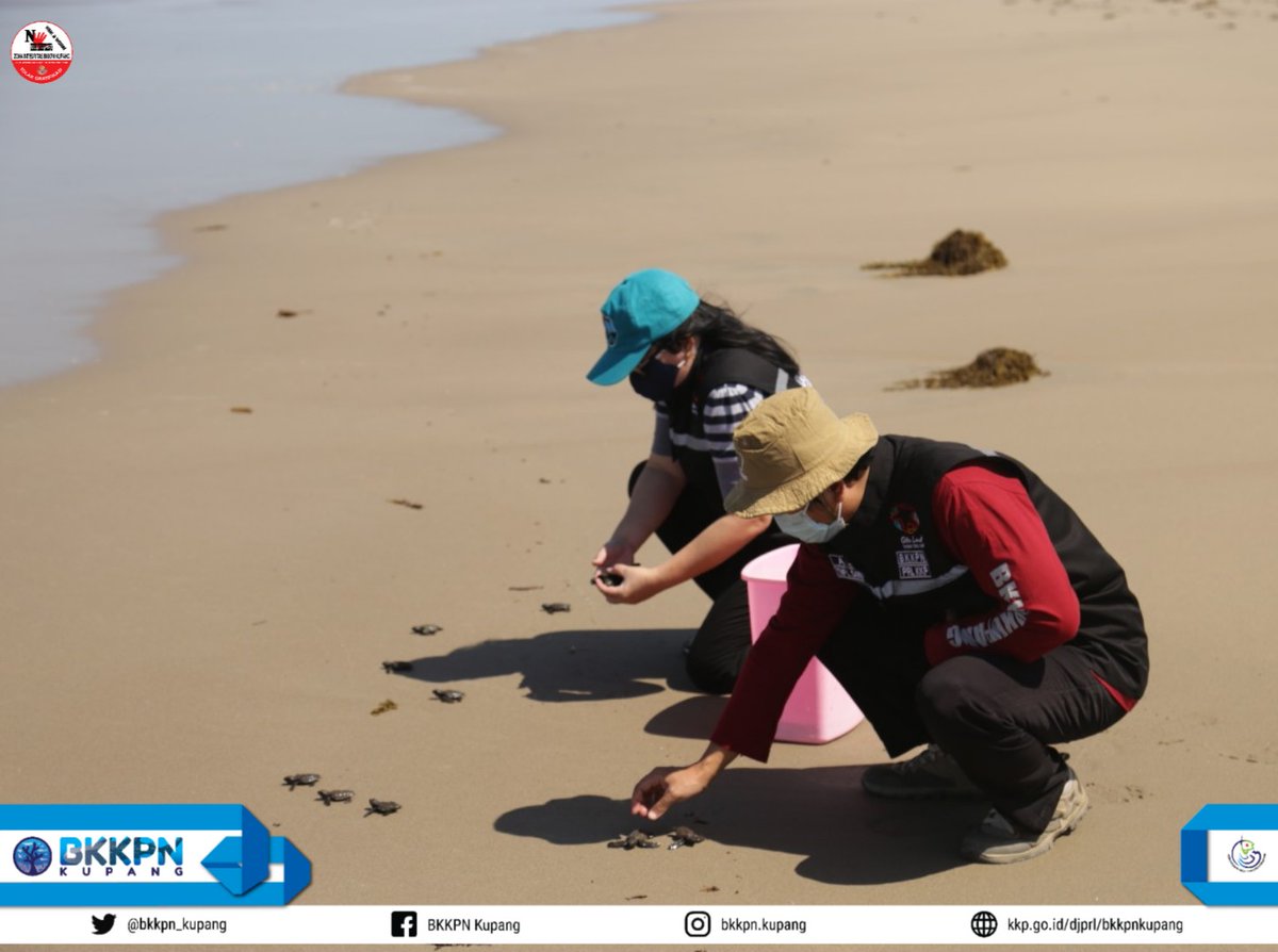 BalaiPK_kupang's tweet photo. Hai #SahabatBahari

KKP melalui BKKPN Kpg bersama dengan Kelompok Tafeun melepasliarkan sebanyak 205 tukik jenis penyu lekang. Tukik penyu ini berasal dari hasil relokasi telur ke Demplot Penyu Tuafanu TNP Laut Sawu yg telah menetas (18/07)

#kkpgoid 
#djprl
#lebebae https://t.co/kJjdRkReq0