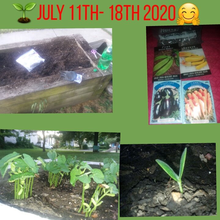 315garden's tweet photo. #315communitygarden🌱 #seeds #veggies #herbs #sproutedseedlings #organic #sustainable #foodsecurity #syracusegrowsprogram #centralnewyork #syracusenewyork🗽 https://t.co/Us4hHSlhEH