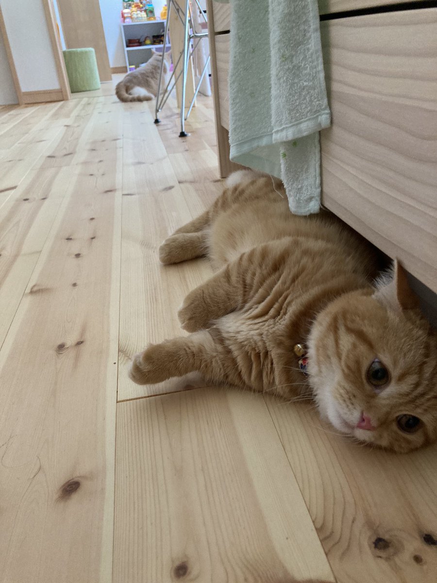 puuuutttyo's tweet photo. 今日はこの位置 https://t.co/a8AGCHFOq9