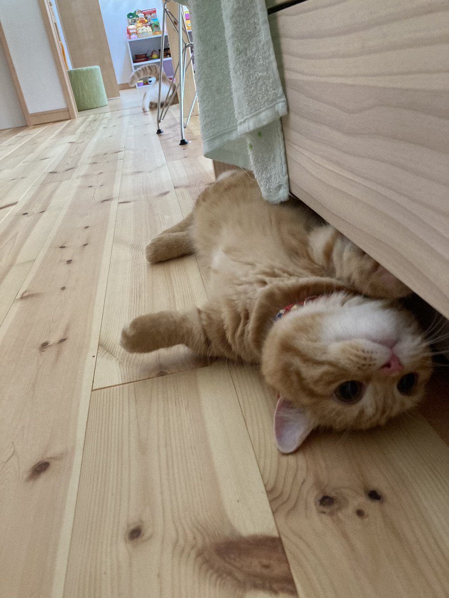 puuuutttyo's tweet photo. 今日はこの位置 https://t.co/a8AGCHFOq9