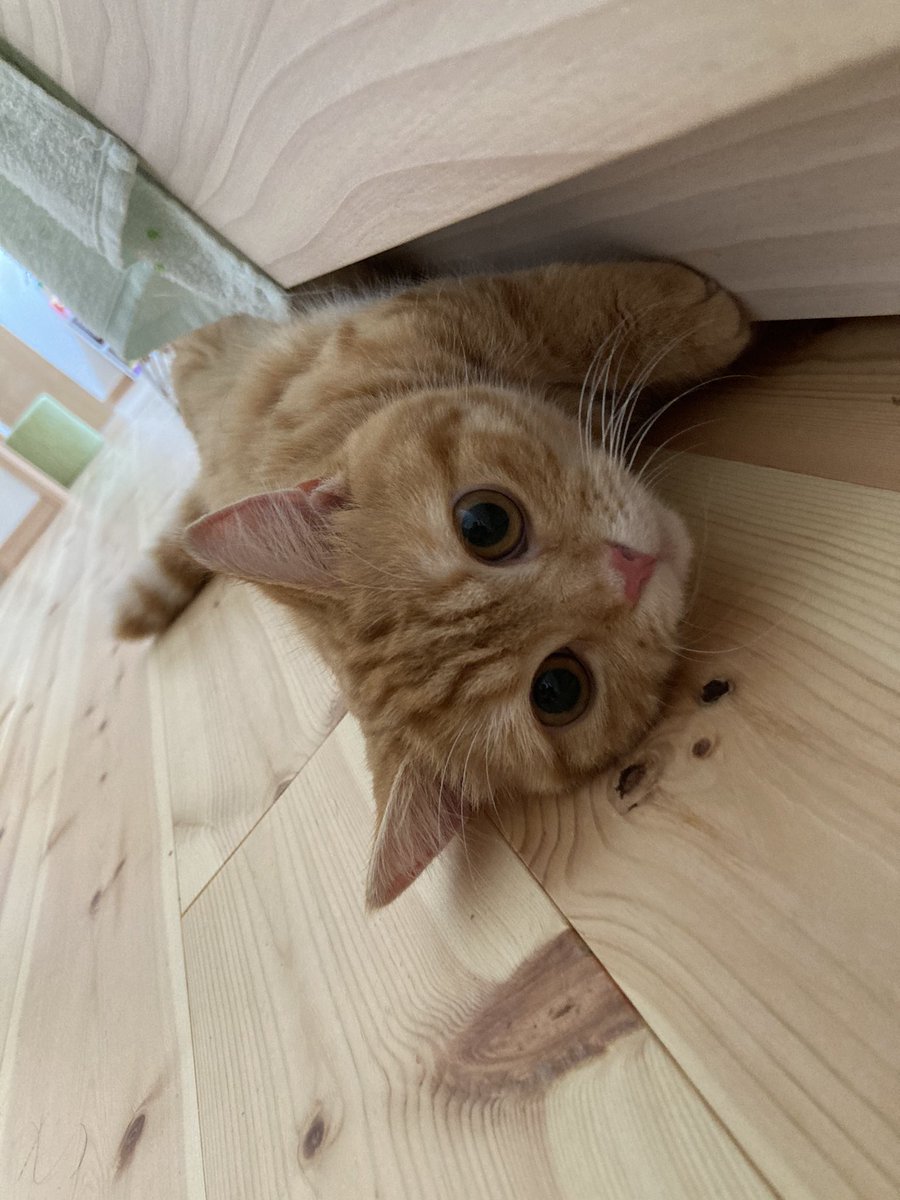 puuuutttyo's tweet photo. 今日はこの位置 https://t.co/a8AGCHFOq9