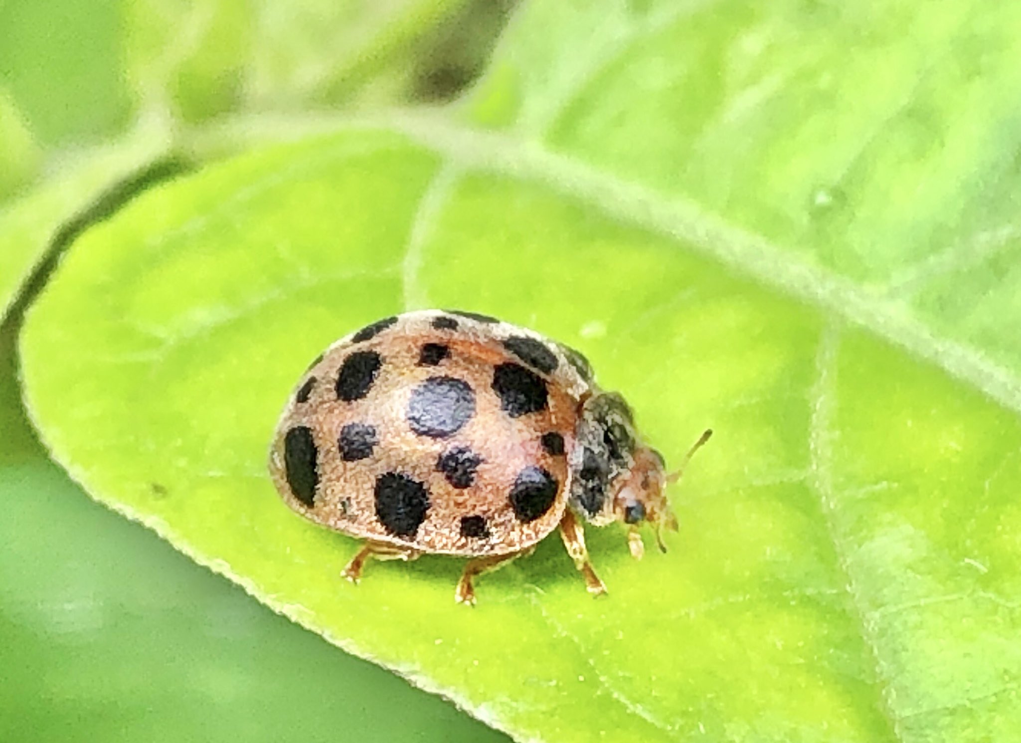 ニジュウヤホシテントウ Twitter Search Twitter