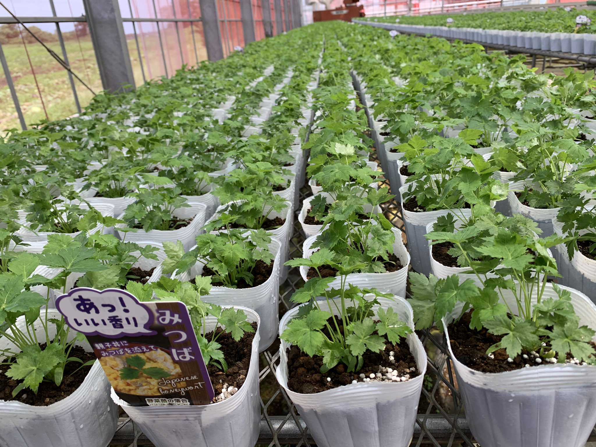 野菜苗の落合 夏野菜苗から秋野菜苗に ブロッコリー キャベツなどが 次々と発芽です 野菜苗 家庭菜園 T Co Mweyqkn0xg Twitter