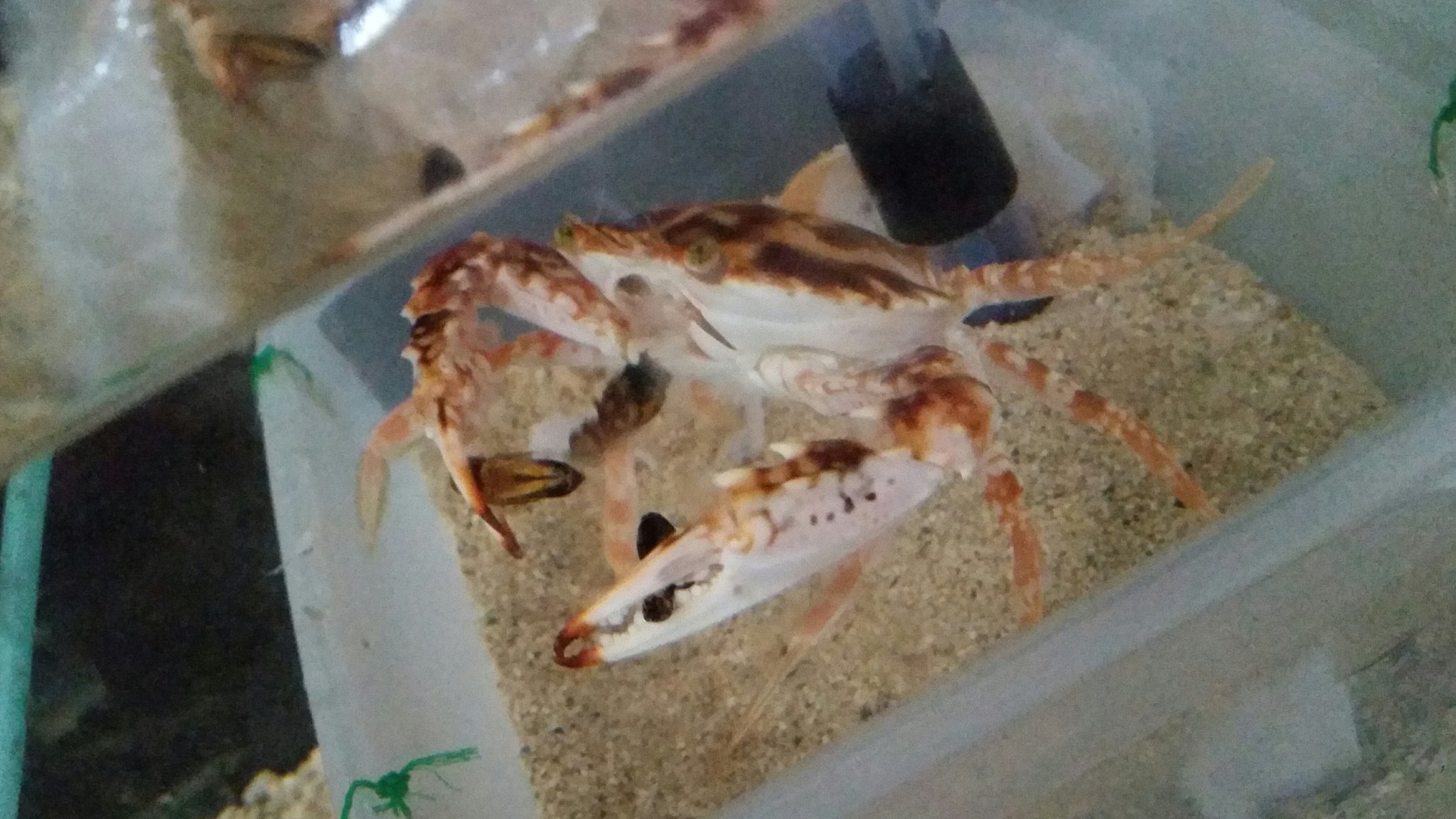水夢 昨日 一昨日に採集した生体達も落ち着きました シマイシガニはフナムシを食べています シマイシガニはノコギリガザミよりも肉食性が強く海藻の類いは少ししか食べないですね シマイシガニ 蟹 ワタリガニ T Co Pwgrrbri1w Twitter