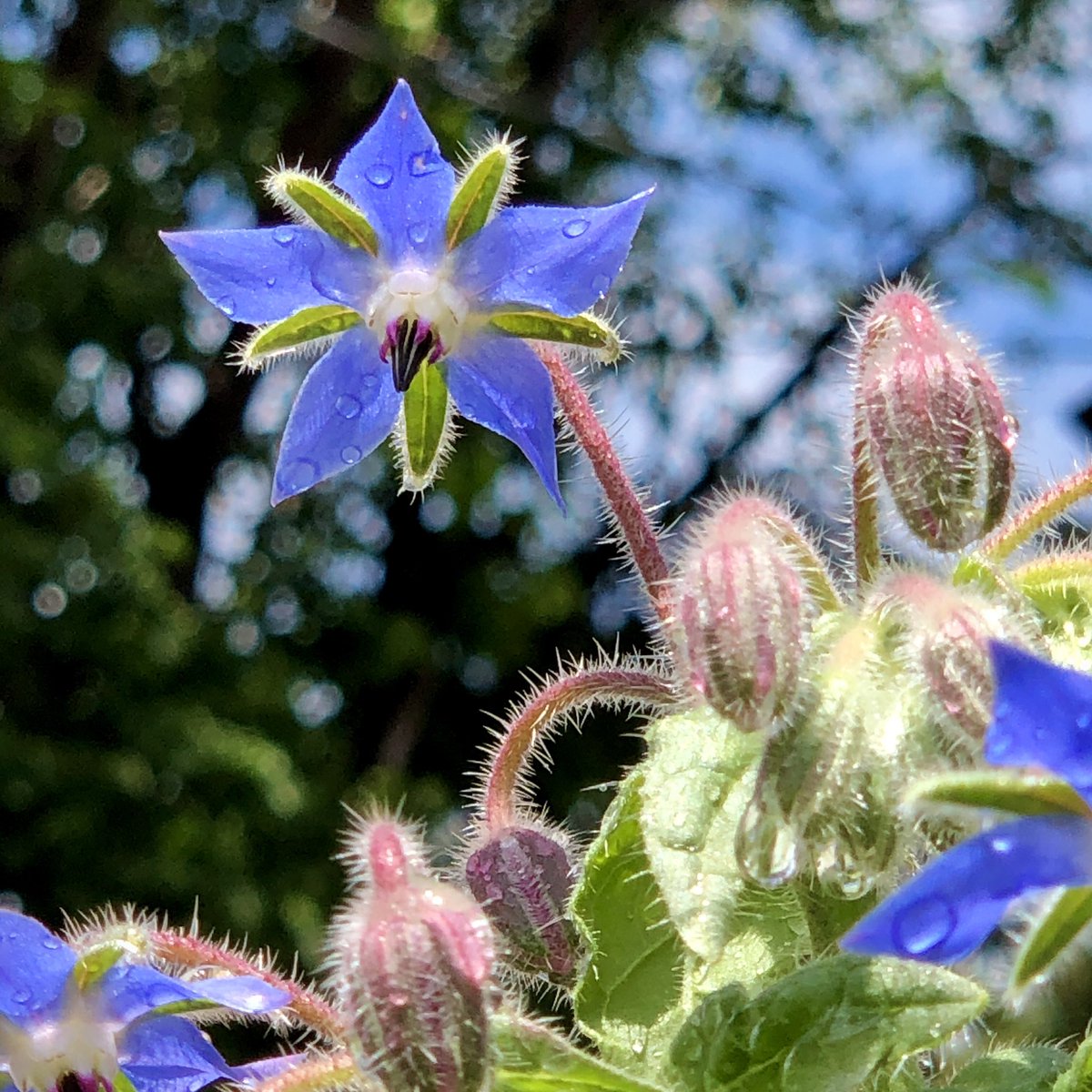 Borage after the rain.
#blue #borage #iphonex #herbalifenutrition #raw_flowers #superb_flowers #awesome_florals #infinity_flowers #explore_floral_ #explore_macro #raw_macro #infinity_macro_details #total_flowers #total_macro #pocket_flowers #pocket_macro #loves_flowers_ #star