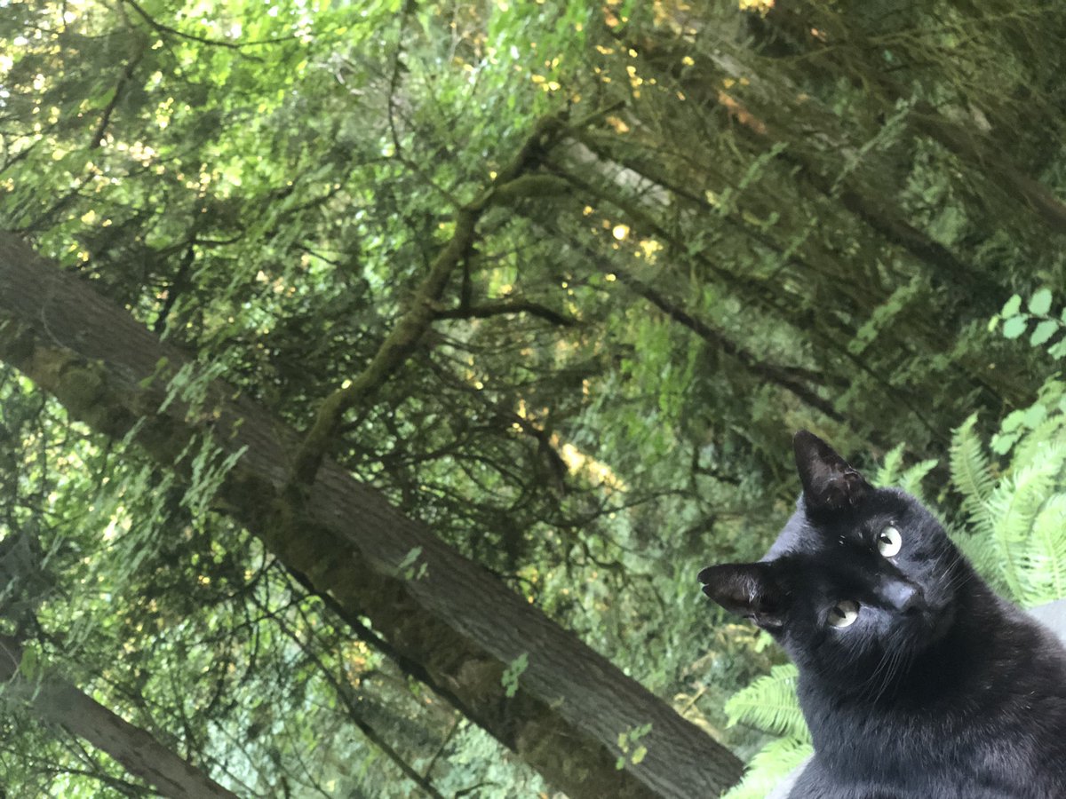 Heather E Heying tweet media